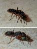 Pseudoneoponera rufipes